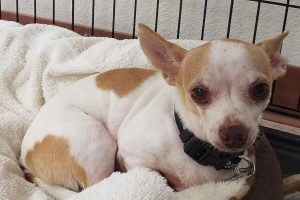 Picture of Chico