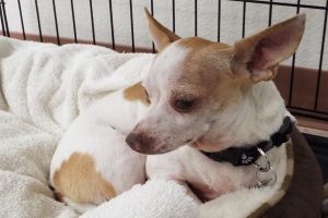 Picture of Chico