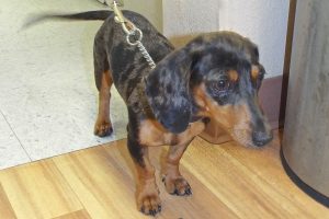 Picture of Dollie