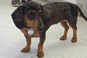 Picture of Dollie