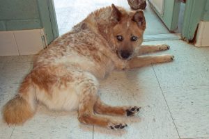 Picture of Dudley