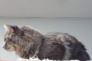 Picture of Fia