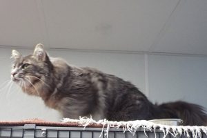Picture of Fia