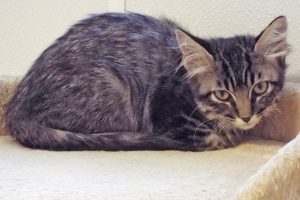 Picture of Gigi