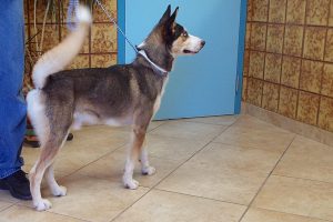 Picture of Koda