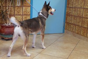 Picture of Koda