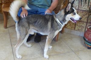 Picture of Koda