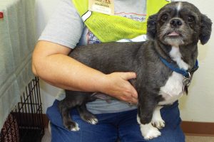 Picture of Pugsley