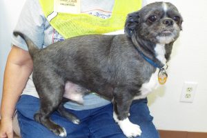Picture of Pugsley
