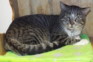 Picture of Buster