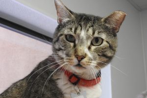 Picture of Buster