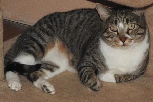 Picture of Buster