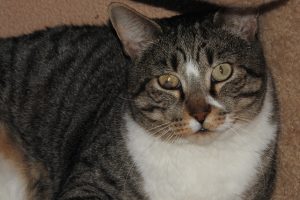 Picture of Buster