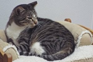 Picture of Buster
