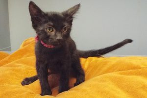Picture of Chaka