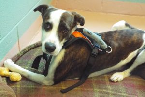 Picture of Checho
