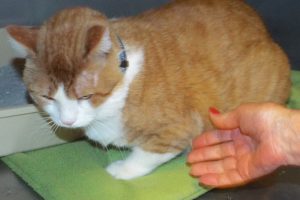 Picture of Chester