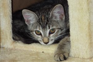 Picture of Ella