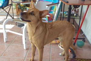 Picture of Ginger