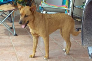Picture of Ginger