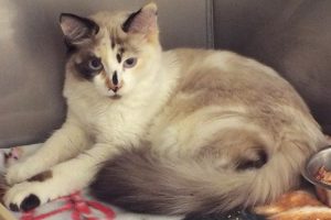 Picture of Gingersnap