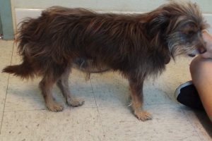 Picture of Hershey