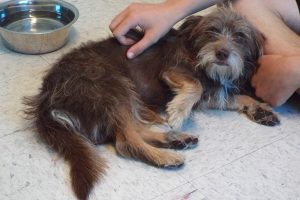 Picture of Hershey