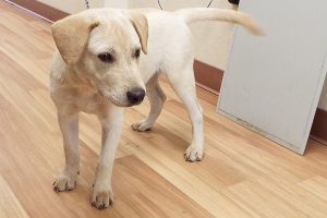 Picture of Klondike