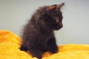 Picture of Loretta