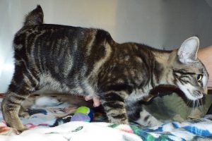 Picture of Lupin