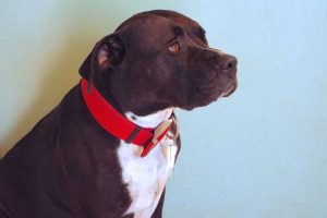 Picture of Mojo