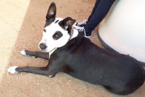 Picture of Patches