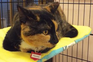 Picture of Patches