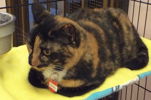 Picture of Patches