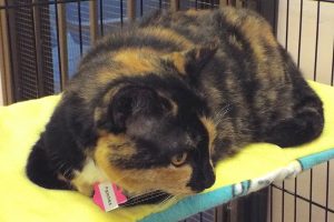 Picture of Patches