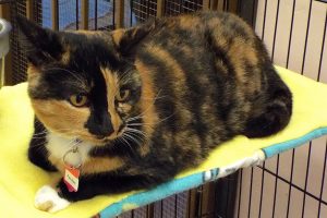 Picture of Patches