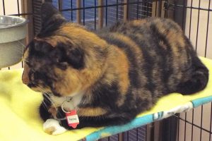 Picture of Patches