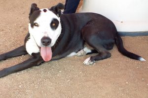 Picture of Patches