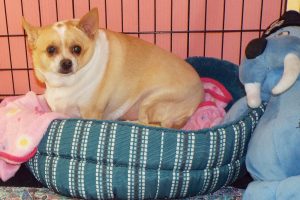 Picture of Pixie