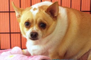 Picture of Pixie