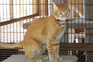 Picture of Pumpkin