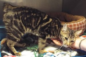 Picture of Tonks