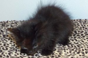 Picture of Waylon