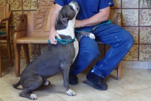 Picture of Baloo