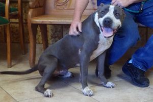 Picture of Baloo