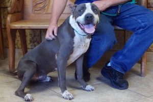 Picture of Baloo