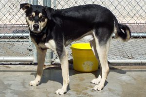 Picture of Bandit