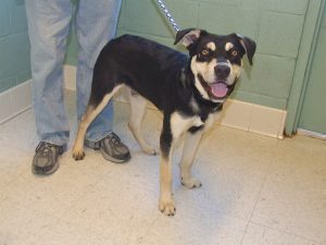 Picture of Bandit