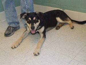 Picture of Bandit