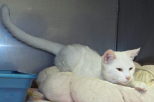 Picture of Blanco